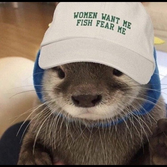 Meet your Posher, Bella - Picture 1 of 1